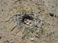 Hoopoe Lark nest