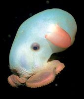 Deep4 Grimpoteuthis
