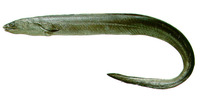 Cynoponticus savanna, Guayana pike-conger: fisheries