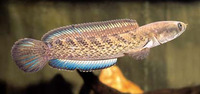 Channa punctata, Spotted snakehead: fisheries, aquaculture, aquarium, bait