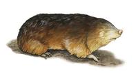 Image of: Amblysomus hottentotus (Hottentot golden mole)