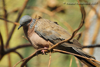 Streptopelia chinensis - Spotted Dove
