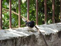 Copsychus saularis - Oriental Magpie-Robin