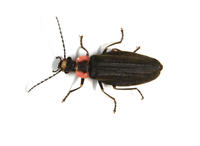 Image of: Lampyridae (fireflies and lightningbugs)