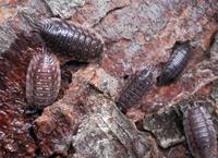 Image of: Isopoda (pillbugs and sowbugs)
