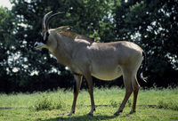 Hippotragus equinus - Roan Antelope