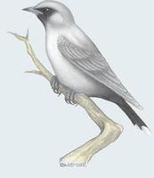 Image of: Artamus cinereus (black-faced woodswallow)