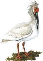 Image of: Nipponia nippon (crested ibis)