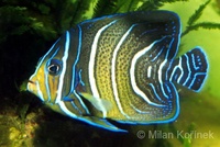 Pomacanthus semicirculatus - Half-circled Angelfish