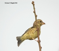 Yellow-breasted Greenfinch - Carduelis spinoides