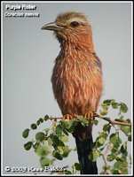 Rufous-crowned Roller - Coracias naevia