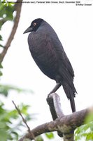 Giant Cowbird - Molothrus oryzivora