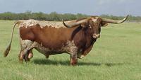 El Presidente - Texas Longhorn Herd Sire