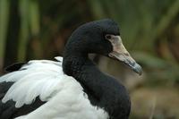 ...A magpie goose. It has a very long beak and looks a little like a pterodactyl. It has evolved ve