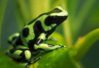 Green and Black Poison Frog Dendrobates auratus