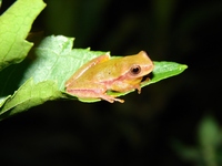 : Dendropsophus rubicundulus