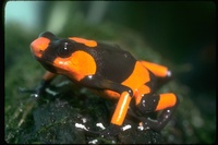 : Oophaga lehmanni; Lehmann's Frog