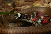 : Scaphiodontophis annulatus; Shovel-toothed Snake