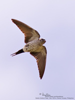 Striated Swallow Scientific name - Hirundo striolata