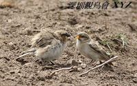 Montifringilla ruficollis Rufous-necked Snowfinch 棕頸雪雀 116-004