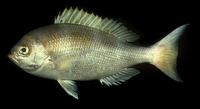 Paracaesio kusakarii, Saddle-back snapper: fisheries