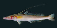 Sillaginopsis panijus, Flathead sillago: fisheries