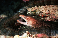 Gymnothorax zonipectis, Barredfin moray: