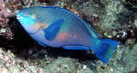 Scarus quoyi, Quoy's parrotfish: fisheries