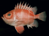 Pristigenys niphonia, Japanese bigeye: fisheries