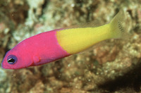 Pseudochromis paccagnellae, Royal dottyback: aquarium