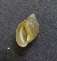 Physella acuta - European physa