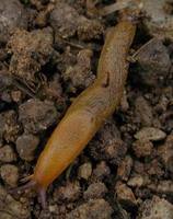Arion lusitanicus - Iberian slug