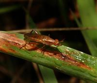 Image of: Sciomyzidae (marsh flies)