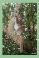 Hubbard's Sportive Lemur (Lepilemur hubbardi)
