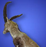 ronda ibex