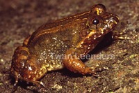 : Leptodactylus melanonotus