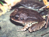 : Mixophyes fasciolatus; Common Barred Frog