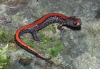 : Plethodon idahoensis; Coeur D'alene Salamander