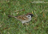 : Passer montanus; Eurasian Tree Sparrow
