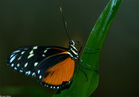 : Heliconius hecale; Hecales Longwing