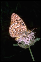 : Speyeria egleis; Egeleis fritillary butterfly
