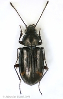 Notaphus obliquus