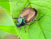 Phyllopertha horticola - Garden Foliage Beetle