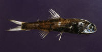 Ceratoscopelus maderensis, Madeira lantern fish: