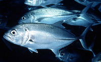 Caranx sexfasciatus, Bigeye trevally: fisheries, gamefish