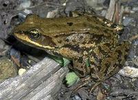 Image of: Rana cascadae (Cascades frog)