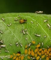 Image of: Aphididae (aphids and plantlice)