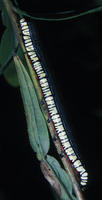 Image of: Cucullia convexipennis