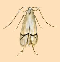 Image of: Phyllocnistis citrella