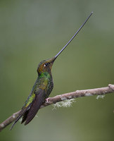Sword-billed Hummingbird (Ensifera ensifera) photo